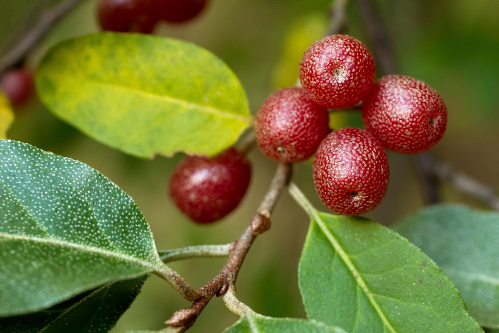 Autumn Olive