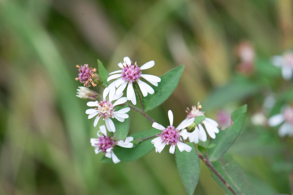 Calico Aster