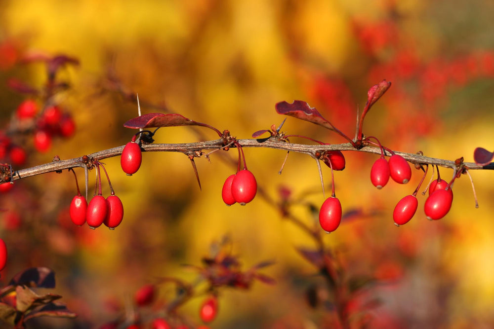 Japanese Bayberry