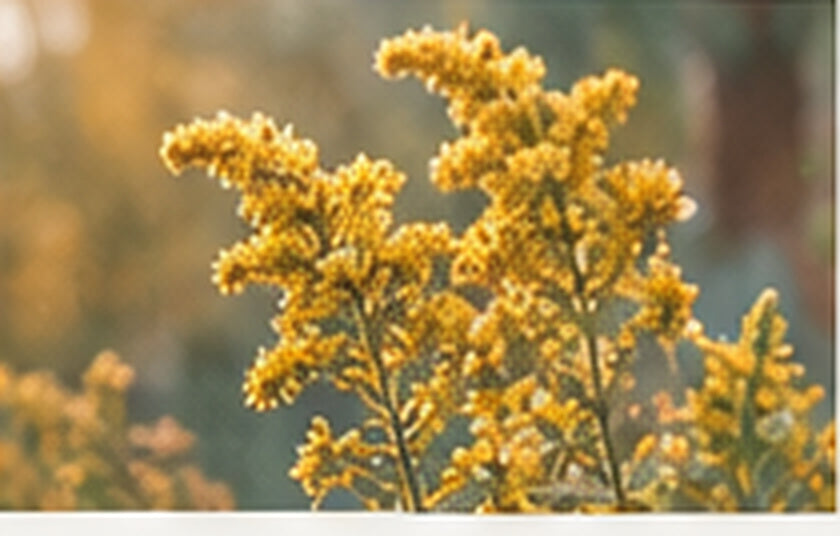 Goldenrod Autumn Olive Tea
