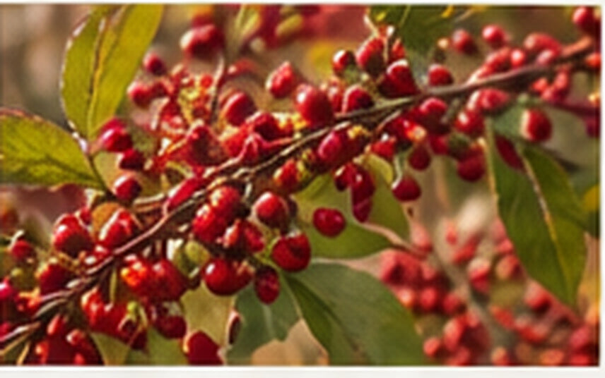 Autumn Olive Fire Cider Shrub