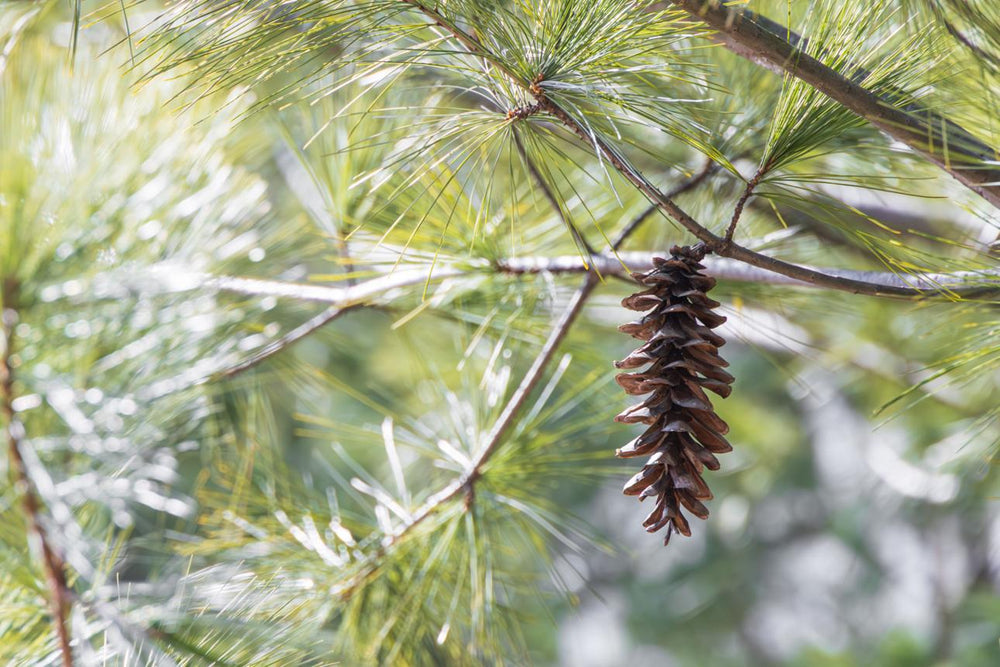 Eastern White Pine