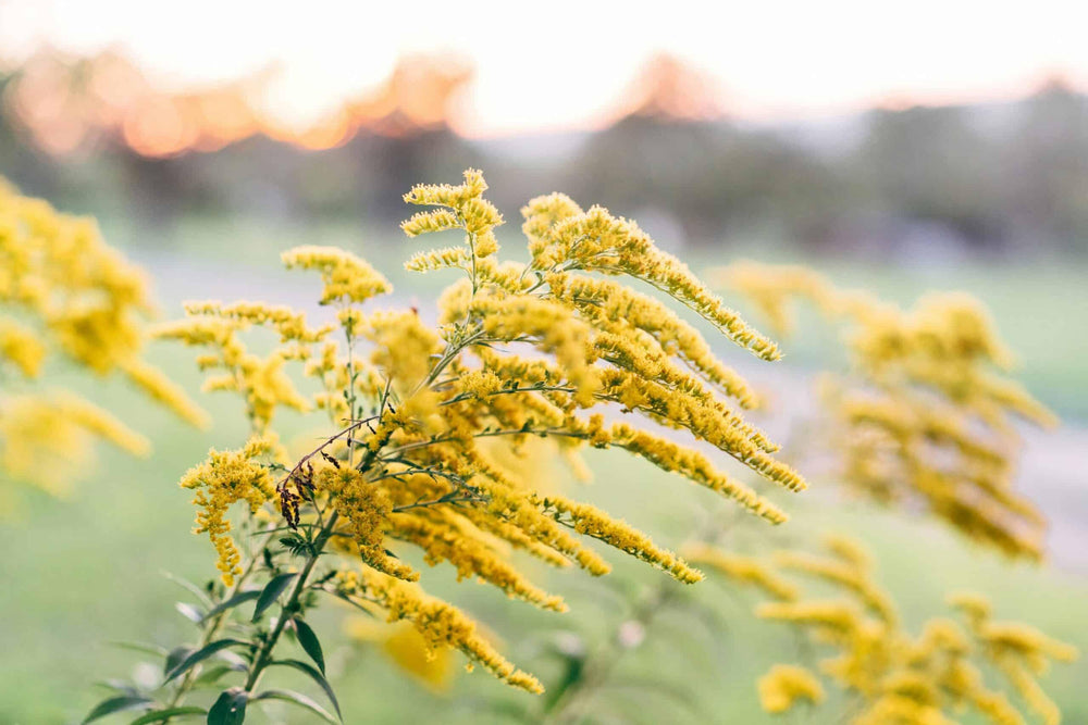 Goldenrod