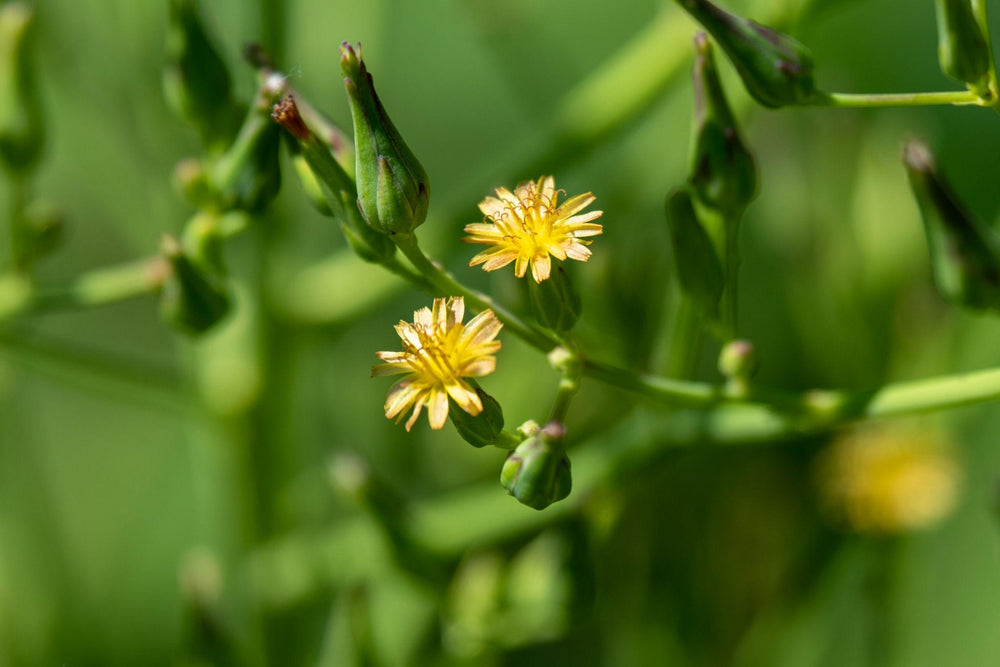 Wild Lettuce 